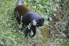 Allochrocebus lhoesti