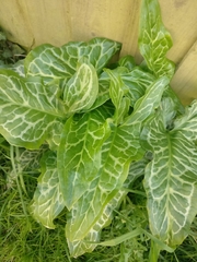 Arum italicum italicum