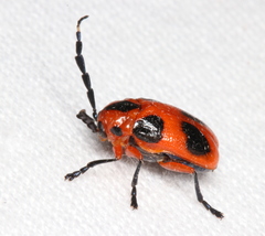 Chariderma pulchella