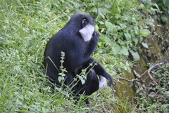 Allochrocebus lhoesti