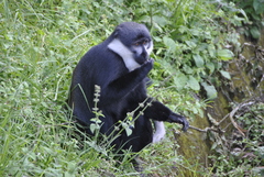 Allochrocebus lhoesti