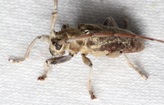 Acalolepta subtruncata