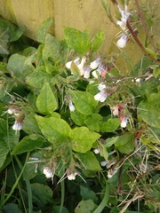 Symphytum × hidcotense