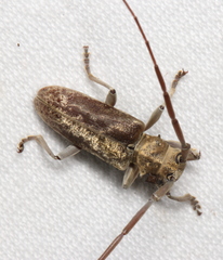 Acalolepta subtruncata