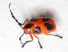 Chariderma pulchella