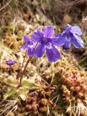 Pinguicula grandiflora
