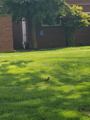 Sciurus carolinensis