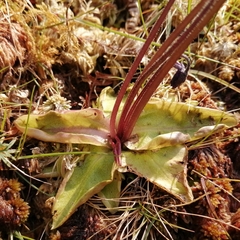 Pinguicula grandiflora