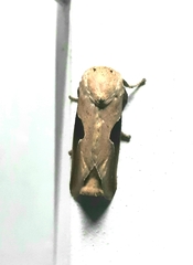 Prolimacodes triangulifera