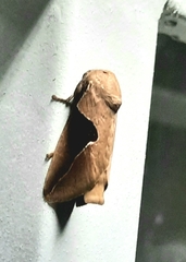 Prolimacodes triangulifera