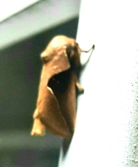 Prolimacodes triangulifera