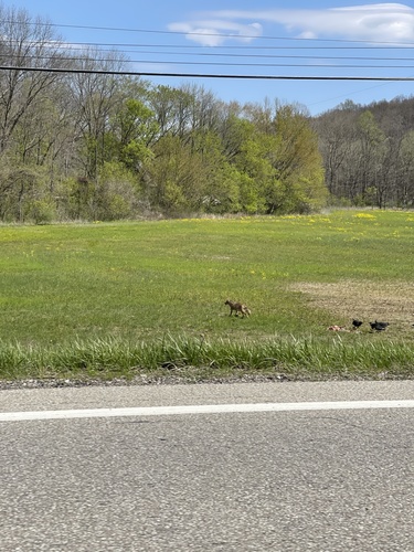 Coyote photographed in Indiana