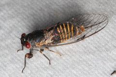 Popplepsalta notialis