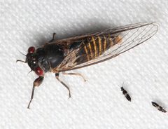 Popplepsalta notialis