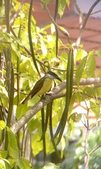 Megarynchus pitangua