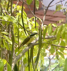 Megarynchus pitangua