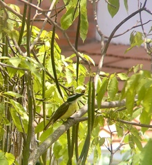 Megarynchus pitangua