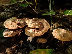 Hydnellum scrobiculatum