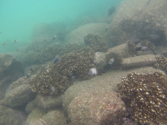 Microspathodon dorsalis