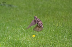 Sturnus vulgaris