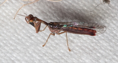 Austromantispa trevori