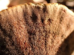 Hydnellum scrobiculatum