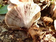 Hydnellum scrobiculatum