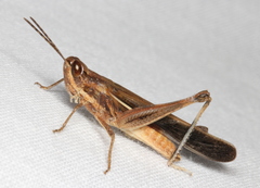 Aiolopus thalassinus dubius