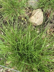 Sesleria autumnalis