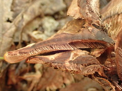 Hydnellum scrobiculatum