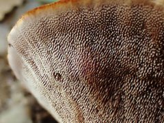 Hydnellum scrobiculatum