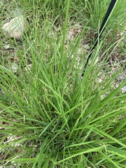 Sesleria autumnalis