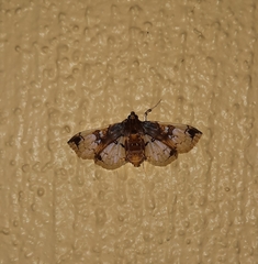 Compacta hirtalis
