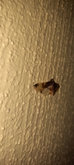Compacta hirtalis