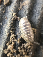 Armadillidium nasatum