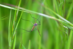 Tipula