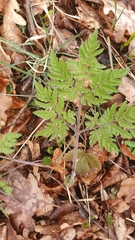 Chaerophyllum aureum