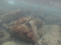 Microspathodon dorsalis