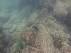 Microspathodon dorsalis