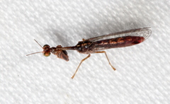 Austromantispa trevori