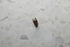 Hystrichoscelus spathanum