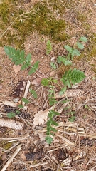 Pimpinella major