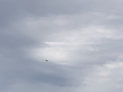 Elanoides forficatus