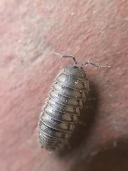Armadillidium nasatum