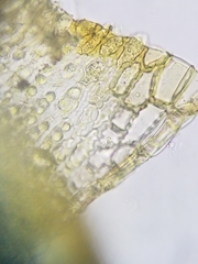 Racomitrium canescens canescens