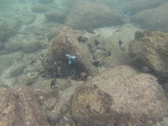 Halichoeres notospilus