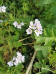 Cardamine pratensis