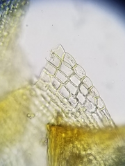 Racomitrium canescens canescens