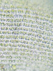 Racomitrium canescens canescens