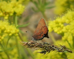 Callophrys augustinus iroides